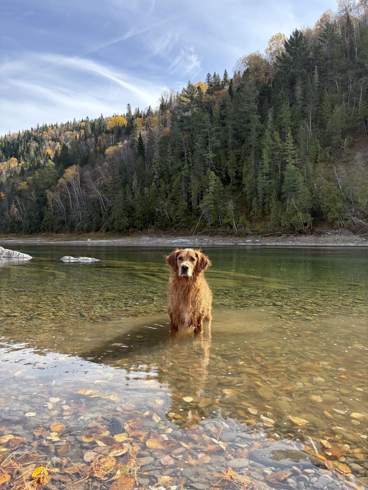 two things i like: dogs, and being near water
