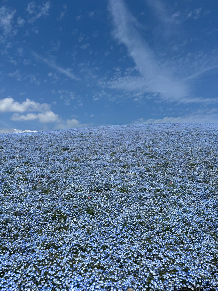 しほみん tweet media