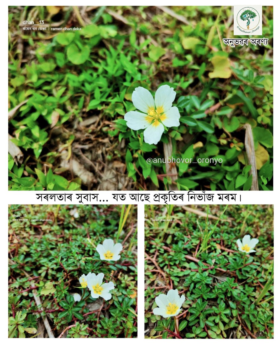 dhan__13's tweet image. সেউজীয়াৰ কোলাত এজাক বগা হাঁহি...প্ৰকৃতিৰ কেনে অপূৰ্ব সৃষ্টি! দুভৰিৰ তলৰ ঘাঁহনি টুকুৰাও যেতিয়া ফুলৰ হাঁহিৰে উপচি পৰে...🍀🌱🌿💮

#NaturePhotography #WildFlowers #dhan__13