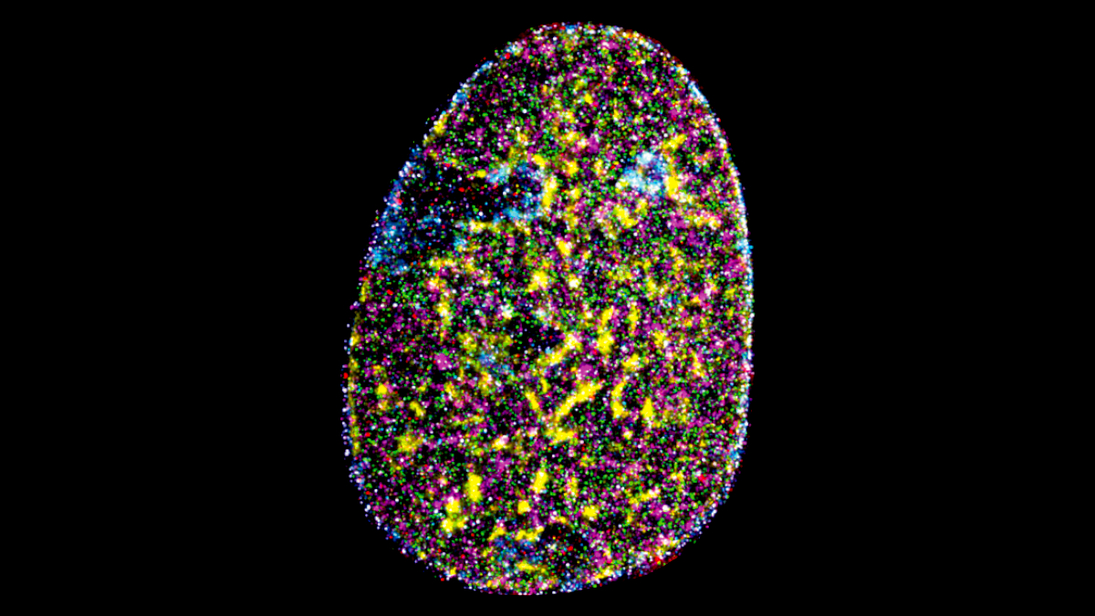 iiscbangalore's tweet photo. Researchers at IISc offer a peek into the different biomolecules inside the nucleus of a cancer cell at incredibly high resolution!

Implementing an advanced microscopy technique, they offer one of the first detailed maps of  nuclear organisation.

Read: https://t.co/DIZgxCHQEj https://t.co/5o29K2tU7K
