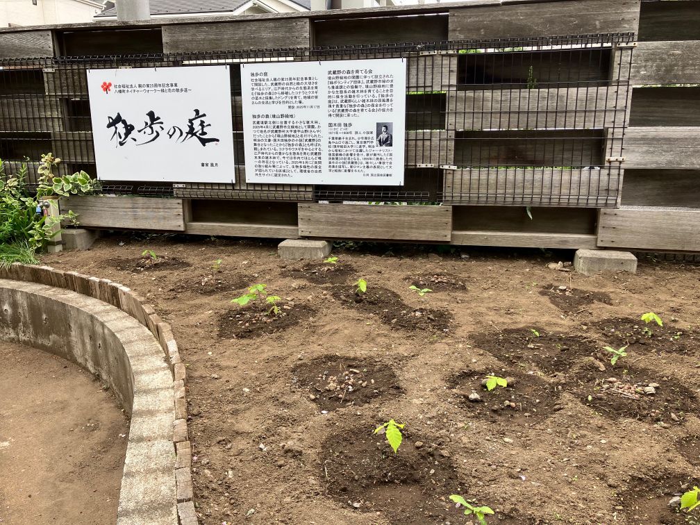 mnomori1's tweet photo. 境山野緑地内「独歩の森」からコナラとクヌギの実生を移植してつくった「独歩の庭」（社会福祉法人親の家：武蔵野市八幡町）で、緑の若葉が元気に出てきました。大きく育つのが楽しみです！
#武蔵野市 #独歩の森 #ボランティア #自然共生サイト https://t.co/FuVgl4t4c5