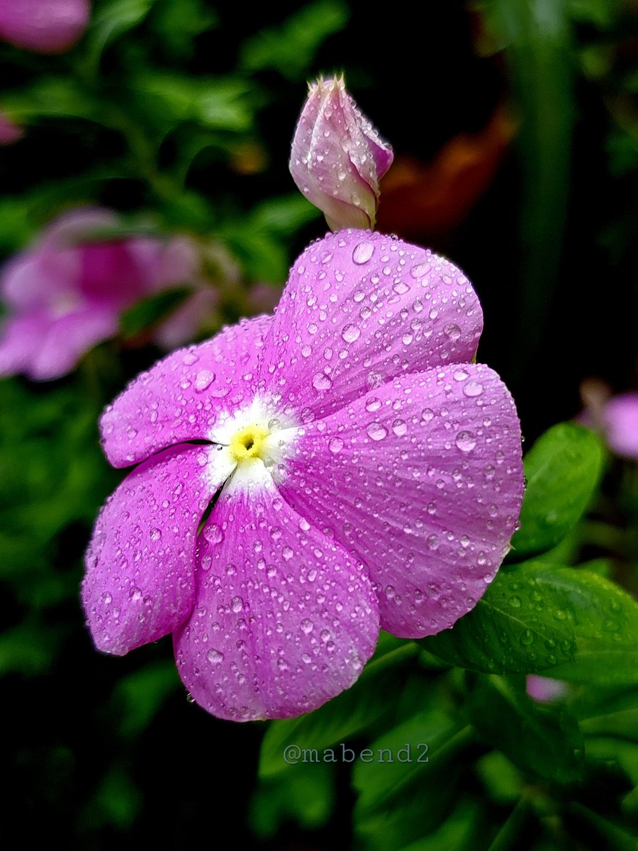 mabend2's tweet image. Share your Pink Photographs
#theme_pic_India_flowers