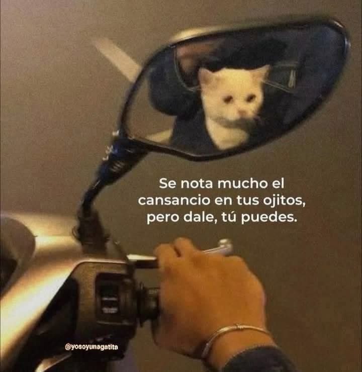 Dilo con gatitoz (@dilocongatitoz) on Twitter photo 