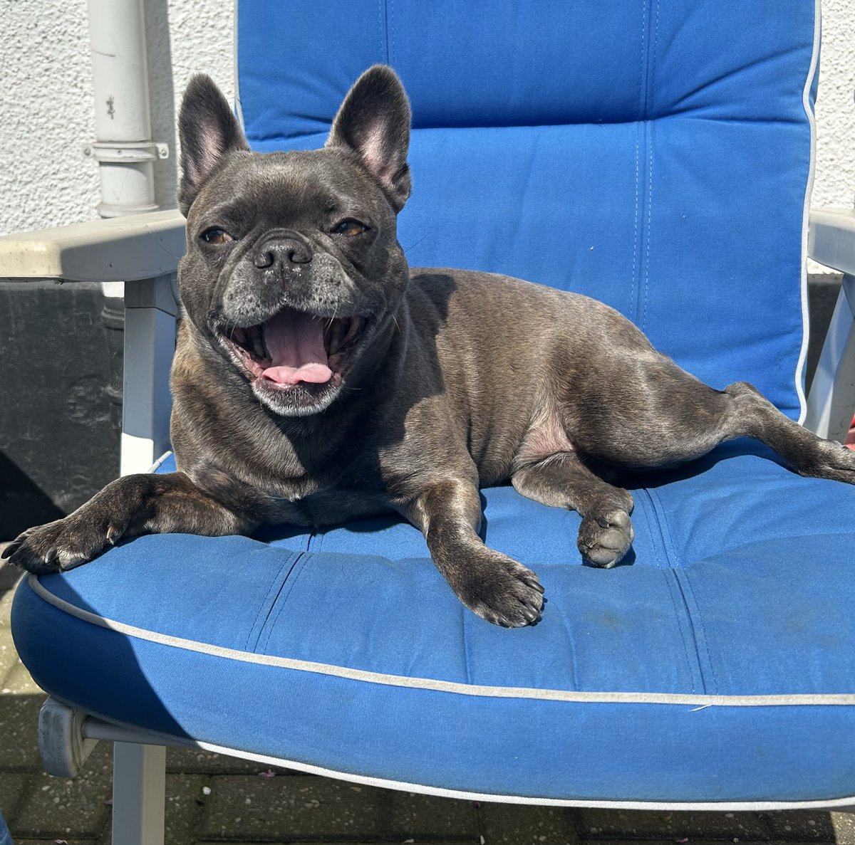 SigridBaumPR's tweet photo. So mag Sally das. In der Sonne chillen. https://t.co/7T7jb5lXj2
