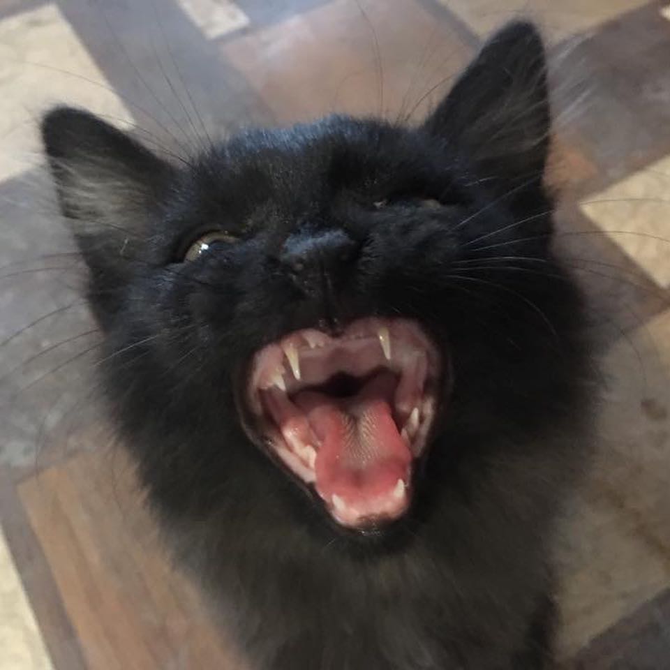 catboy bebop tweet media