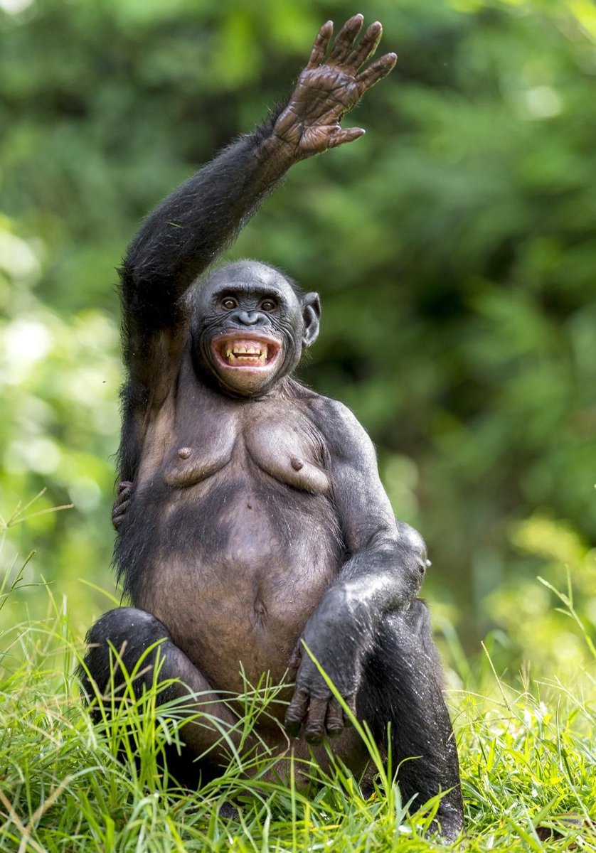 HubJuice44642's tweet image. Hey...its a new week.....have more joy, fun, love and travel plans everyone.

Contact: +256762903555
Email: tinahtrailssafaris4@gmail.com 

#ExploreUganda #VisitUganda #Chimps