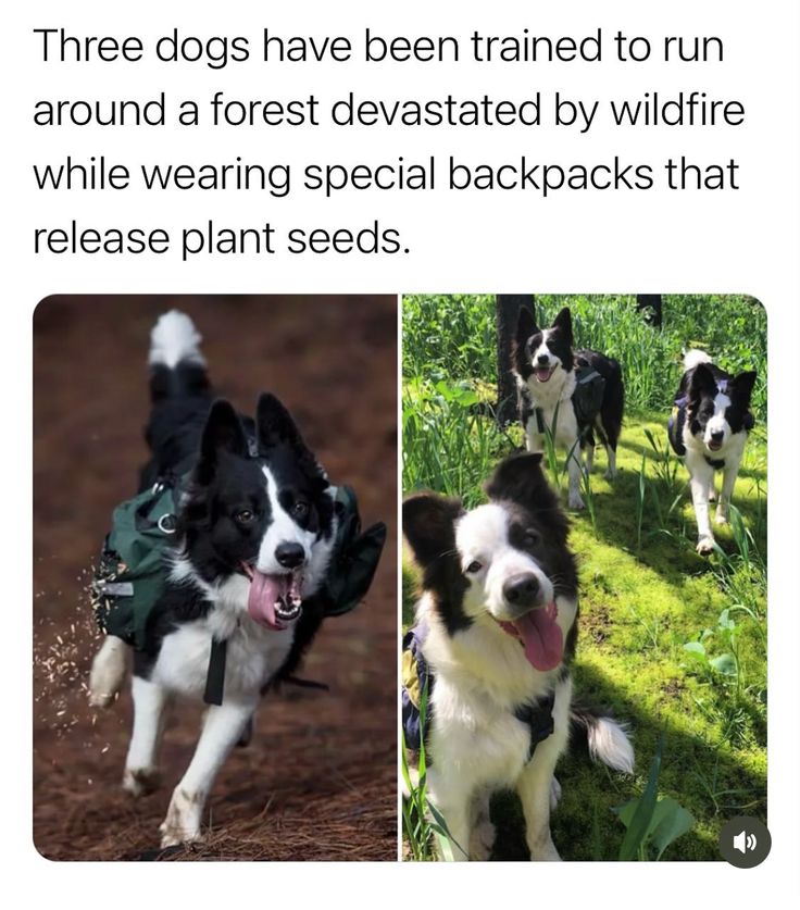 Wolf of X tweet media