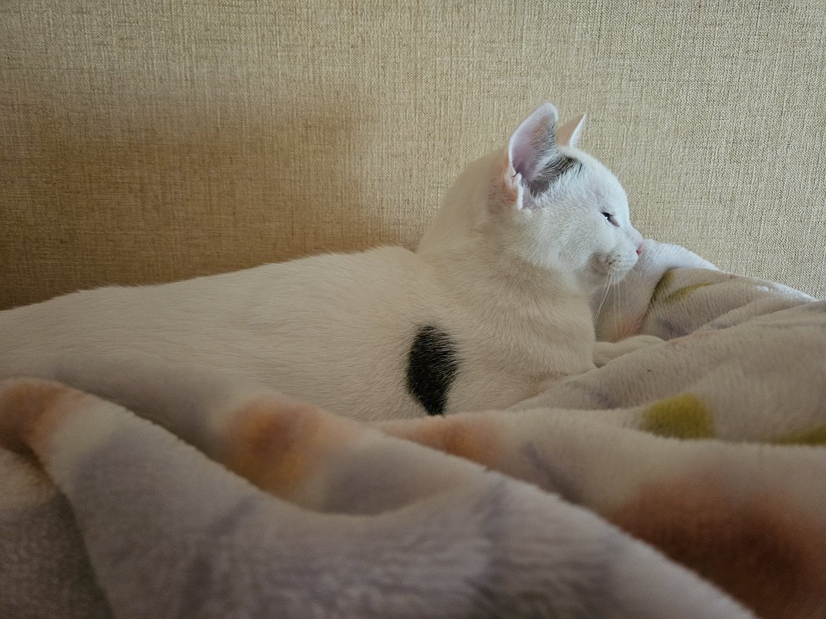 てんすた tweet media