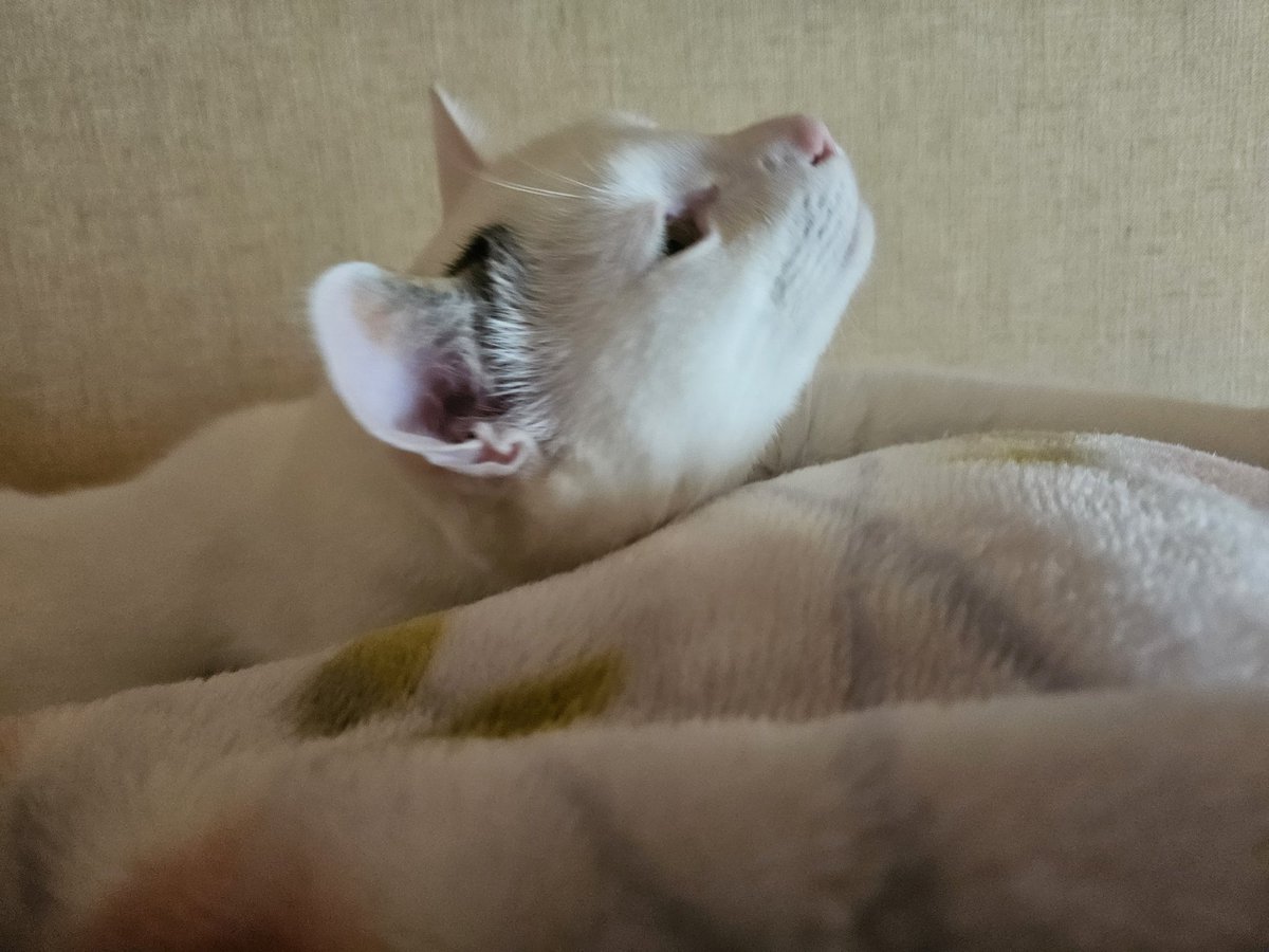 てんすた tweet media