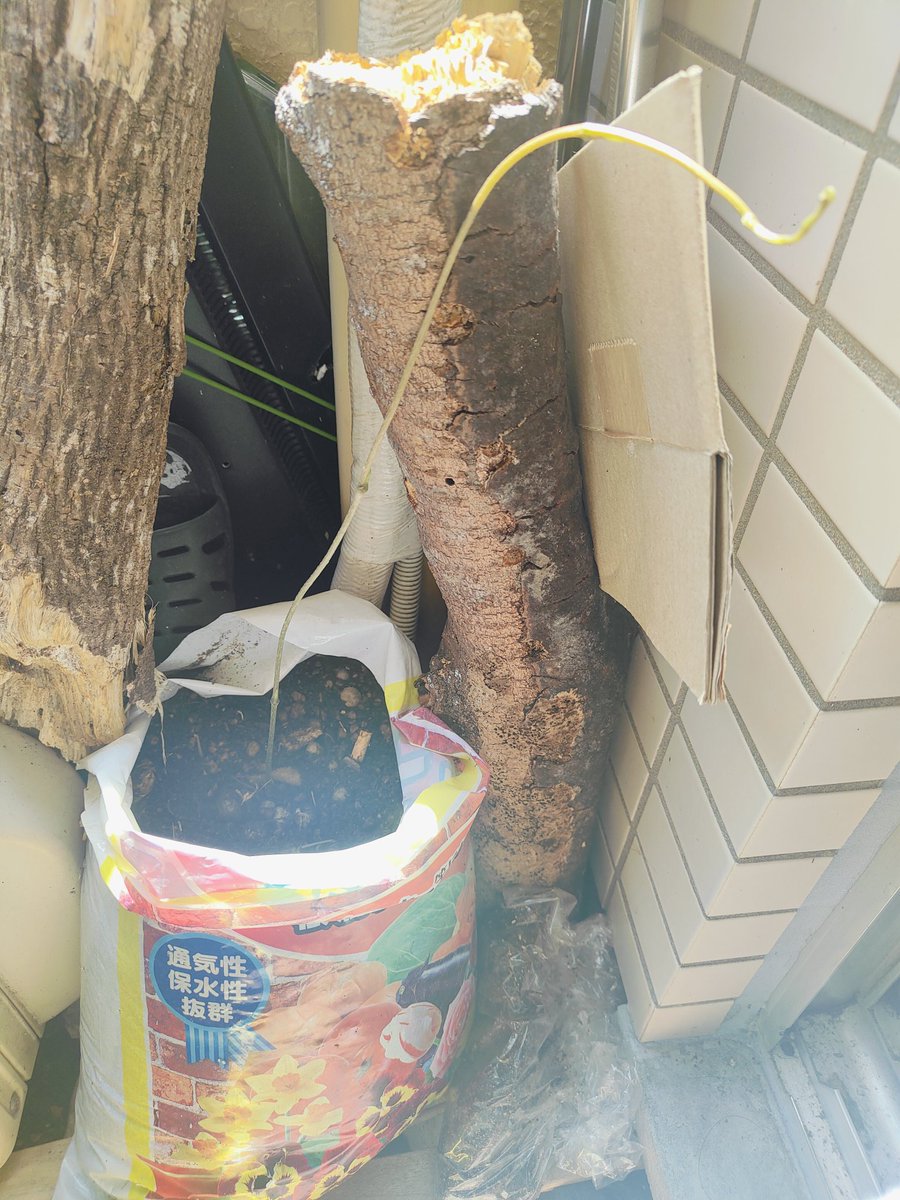 kassanskype's tweet photo. 去年拾った自然薯半分土に入れてたらツル伸びてきた
ベランダ産むかご収穫できるかな https://t.co/N3hhf3IUyq