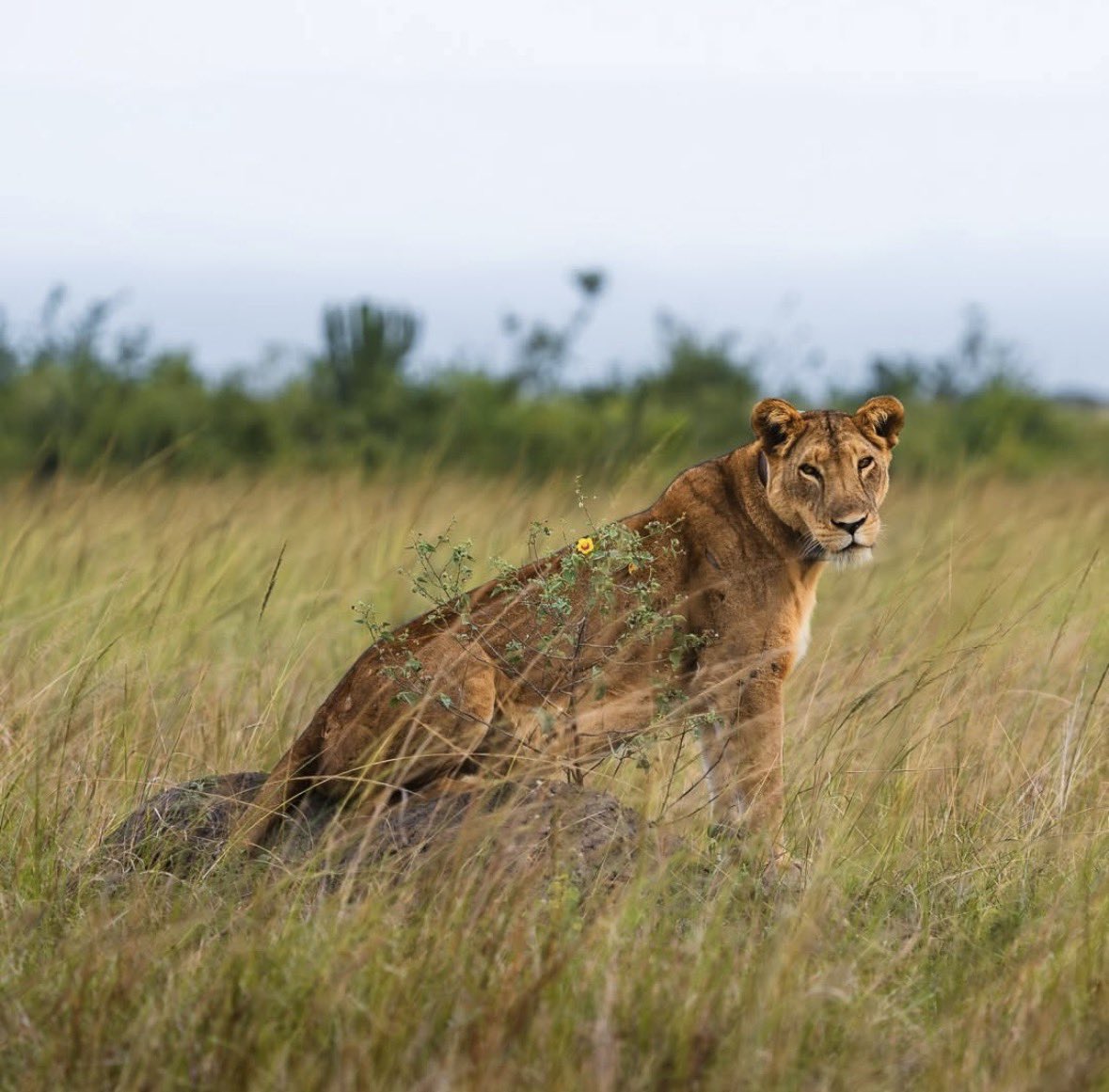 Good morning from wildness | nature blessed me with lioness this morning