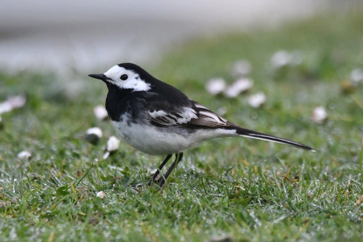 nealesmithworld's tweet image. Pied Wagtail 
Bude Cornwall 〓〓
#Bude #Cornwall 
#PiedWagtail