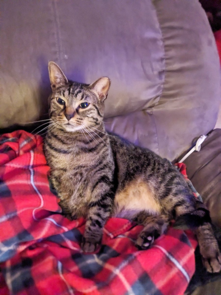 PoundstoneInst's tweet photo. The CAT OF THE WEEK is: Sheena from Brunswick, OH! #cats #catoftheweek #caturday #podcast #nobodylistenstopaulapoundstone https://t.co/pxurnFlMro