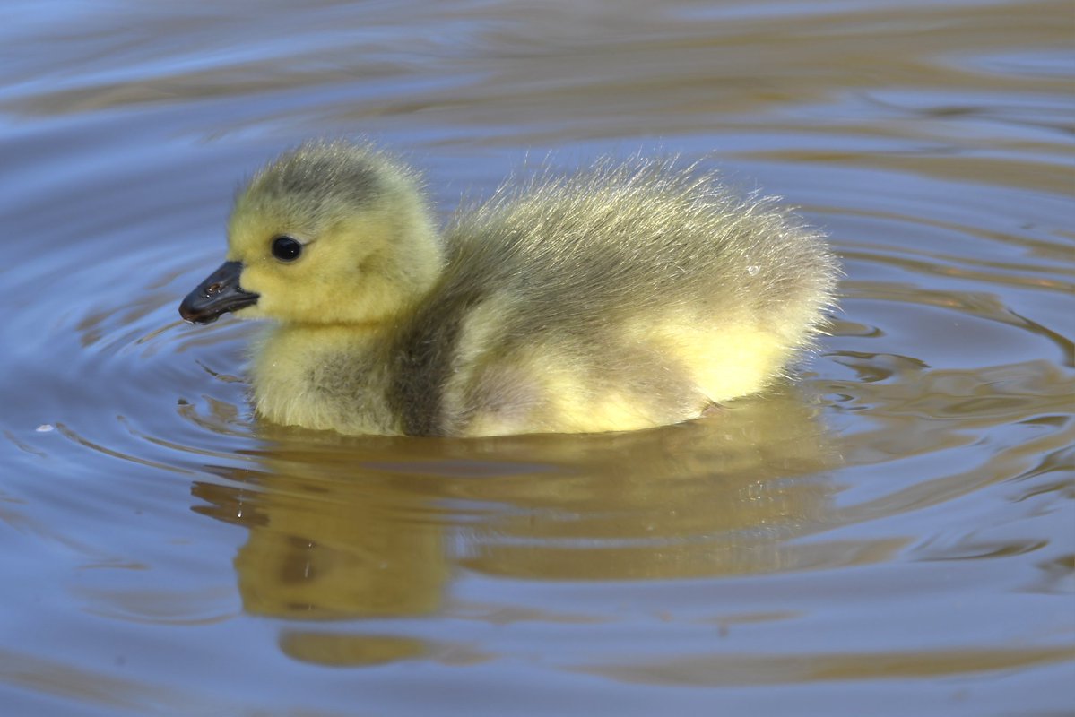 nealesmithworld's tweet image. Canada Goose Gosling 
Bude Cornwall 〓〓
#Bude #Cornwall 
#CanadaGoose 
#CanadaGeese 
#Gosling
