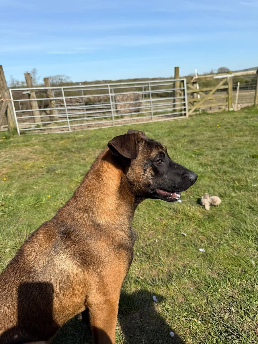 Second Chances Animal Sanctuary tweet media