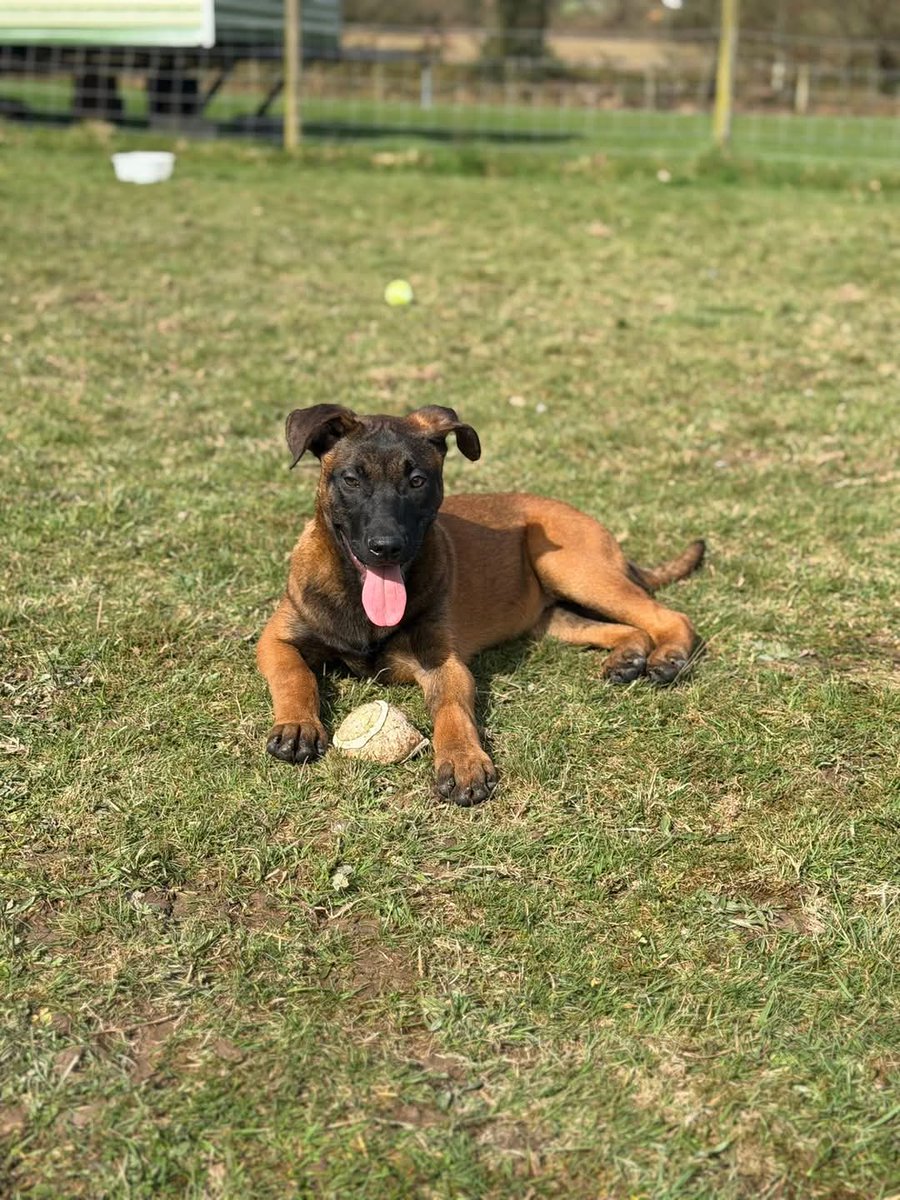 Second Chances Animal Sanctuary tweet media