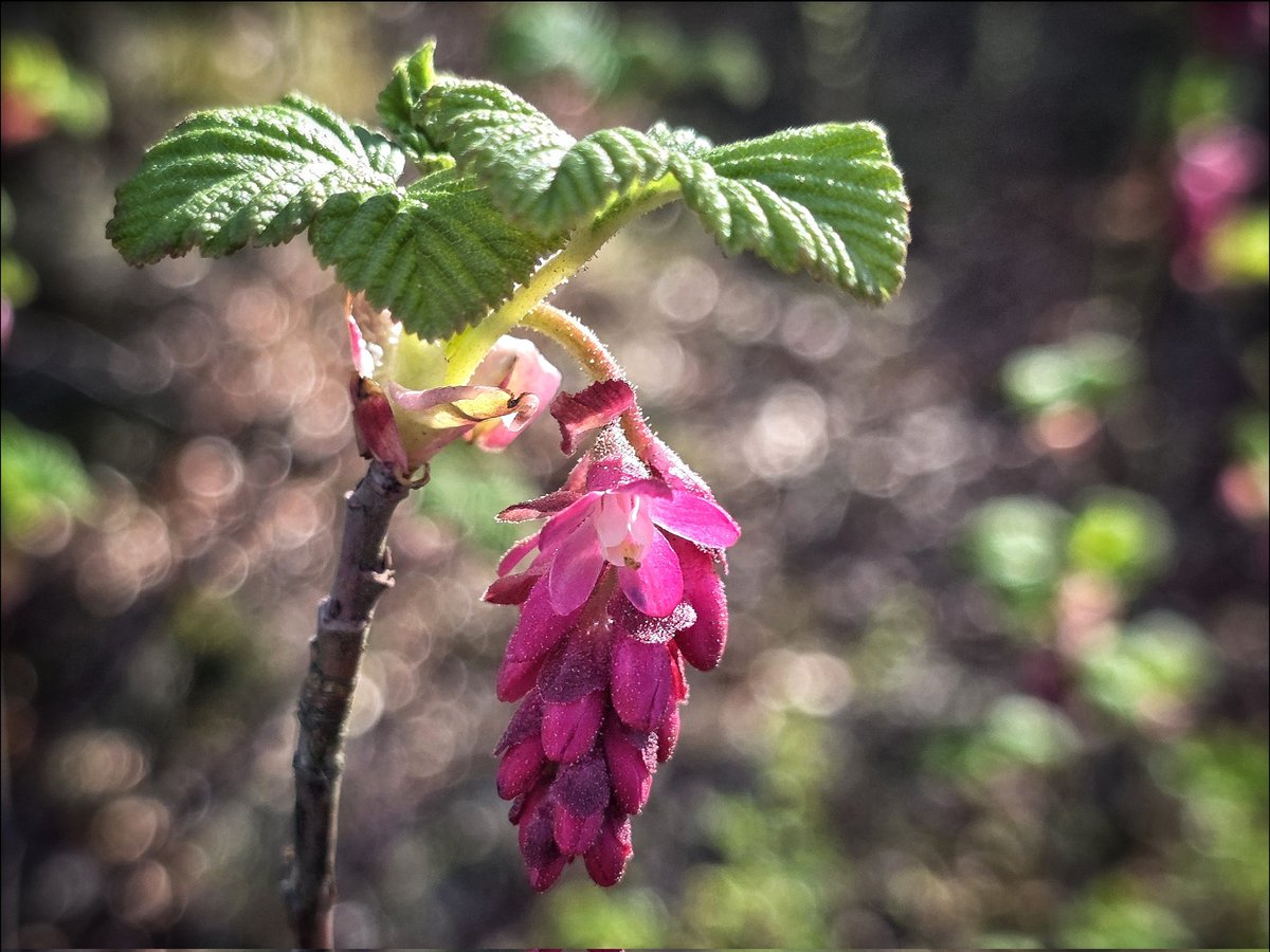 k_pawlowska's tweet image. #GoodMorning &amp;amp; have a great #Monday ahead 😊

Let's start the week with a little memory of sunkissed weekend and walk along the forest trail of #KalwariaWejherowska 🇵🇱

And #SongOfTheDay is "Nareszcie / At last"🎶
youtu.be/zzpKrH1eb3g?si…🎶

#DiscoverPoland #Kashubia  #mondayvibe
