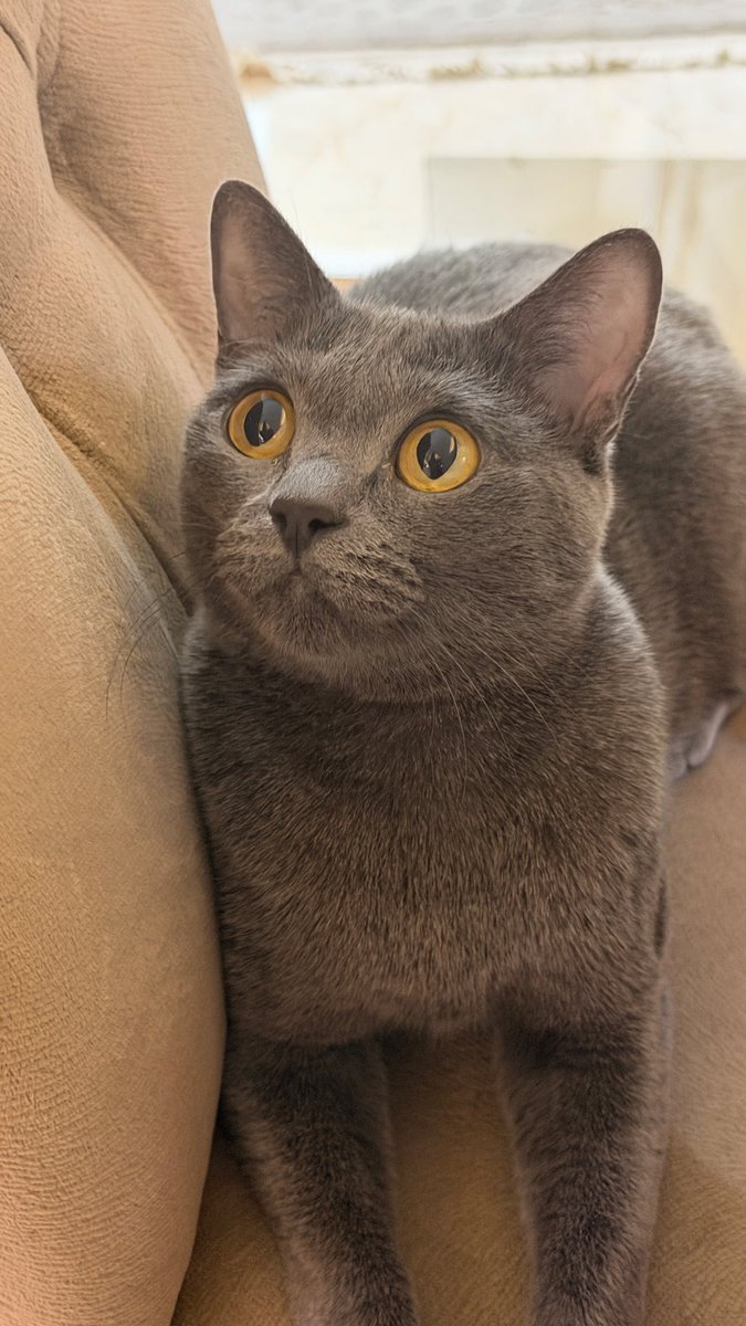 nazli✨ tweet media