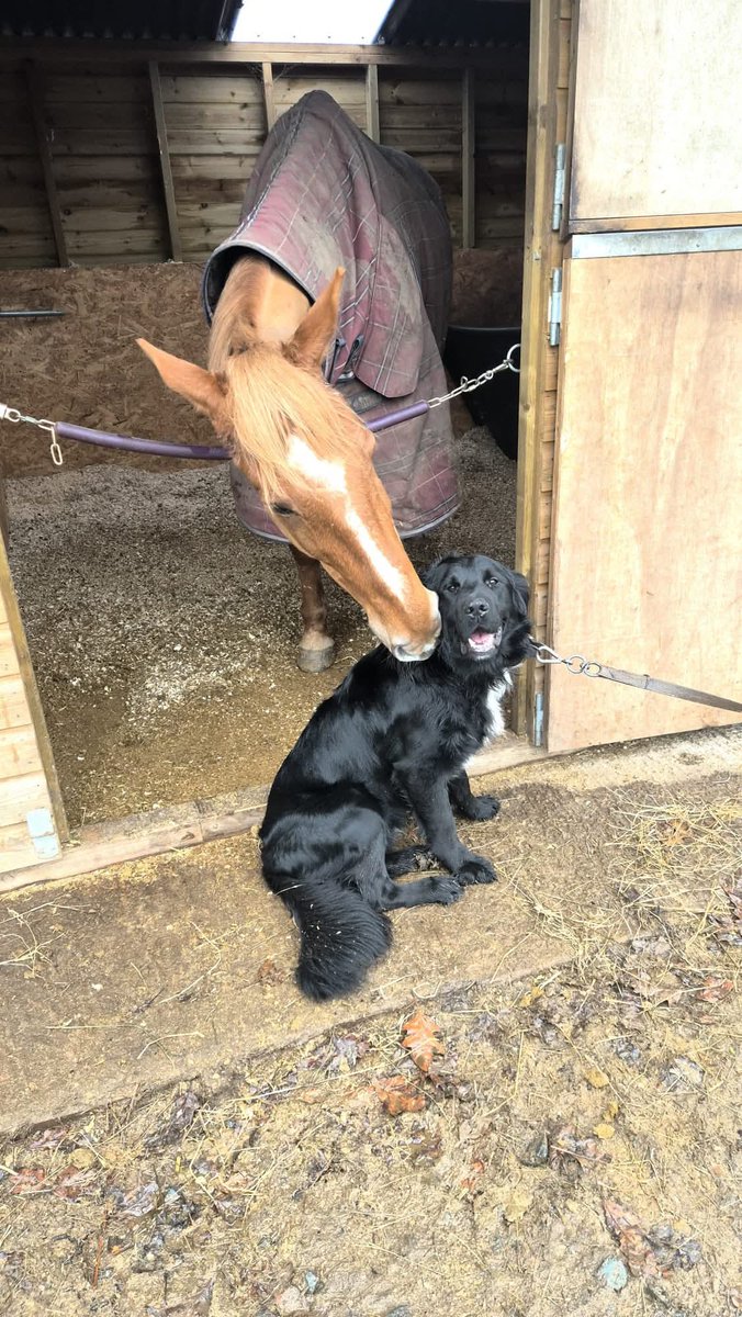 Second Chances Animal Sanctuary tweet media