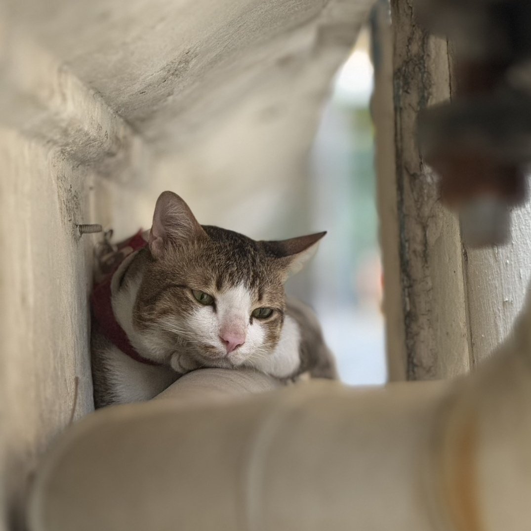 เจ๊ลี่ หาบ้านให้เจ้าธีโอ 🐱 tweet media