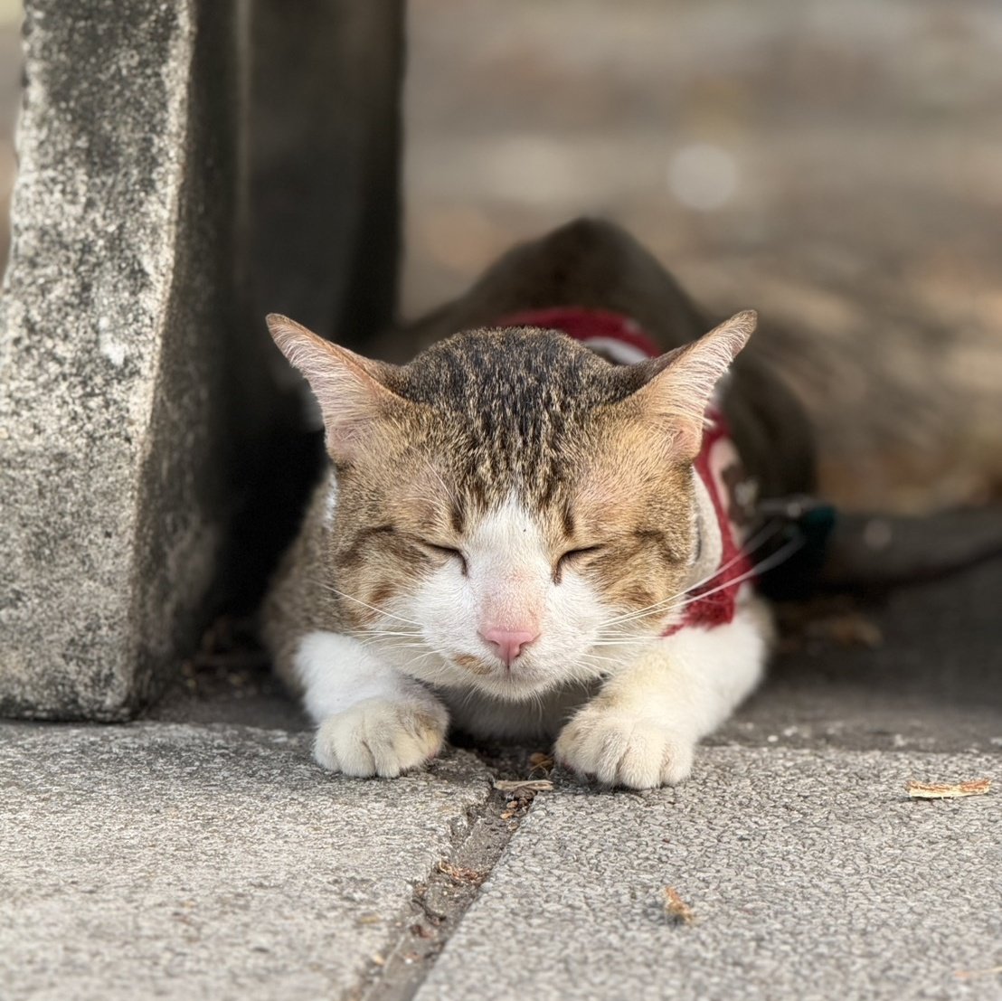 เจ๊ลี่ หาบ้านให้เจ้าธีโอ 🐱 tweet media