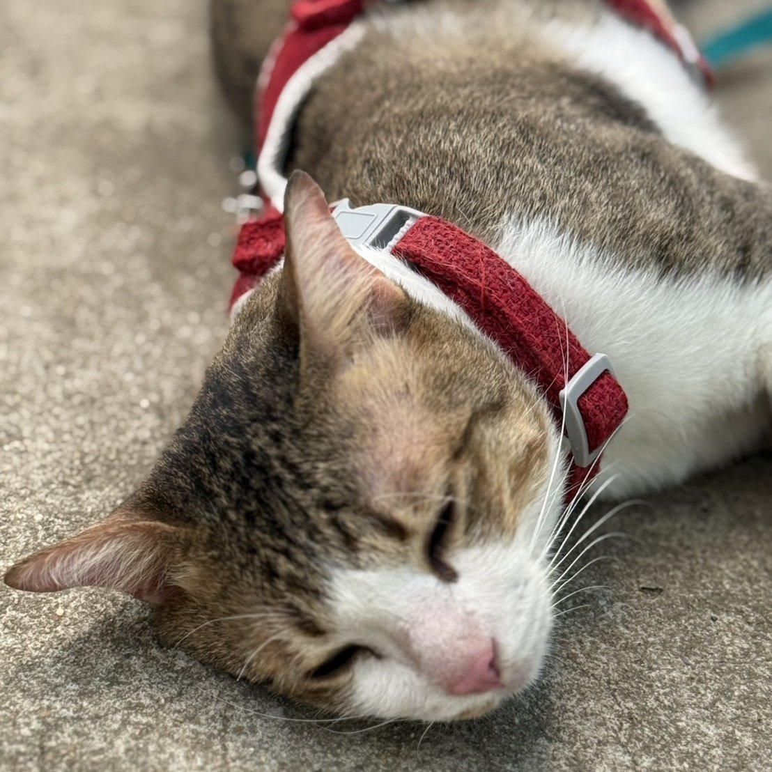 เจ๊ลี่ หาบ้านให้เจ้าธีโอ 🐱 tweet media