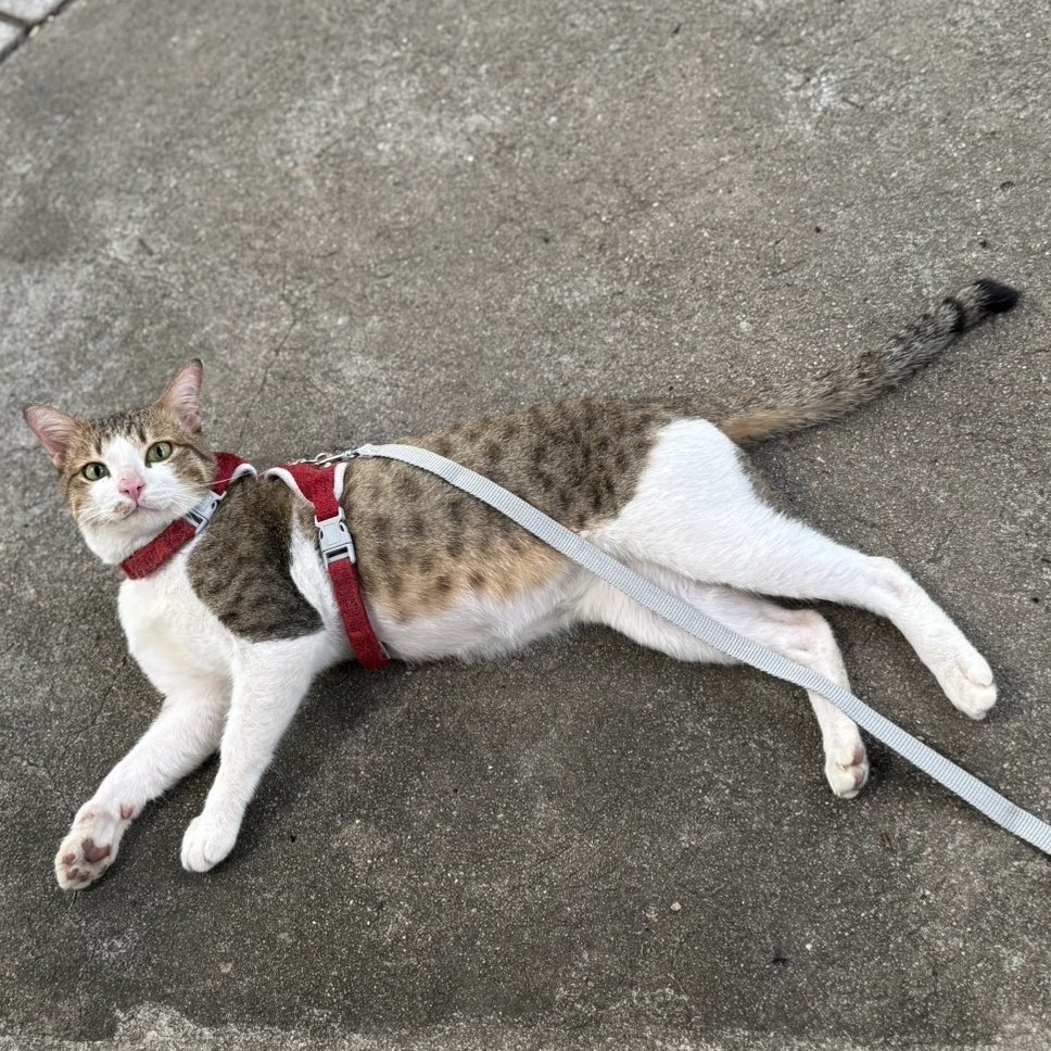 เจ๊ลี่ หาบ้านให้เจ้าธีโอ 🐱 tweet media