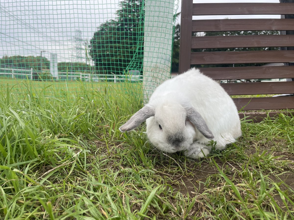 先日、株式会社うさぎと暮らす御一行様、GEX株式会社御一行様がお見えになりました。

主に旬牧草についての取材でしたが他にもたくさんのお話ができました😊

左の立ち耳の子るちるくんと弊社社長（笑）
右の白い子がふらふくんです!!!

とてもかわいくてこっそり持って帰りたくなっちゃいました（笑