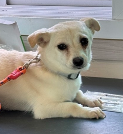 강보ㄹ| tweet media