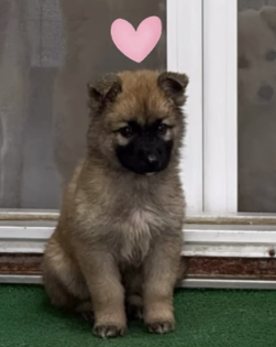 강보ㄹ| tweet media