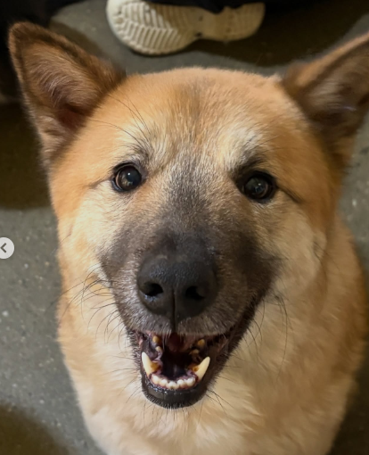 강보ㄹ| tweet media