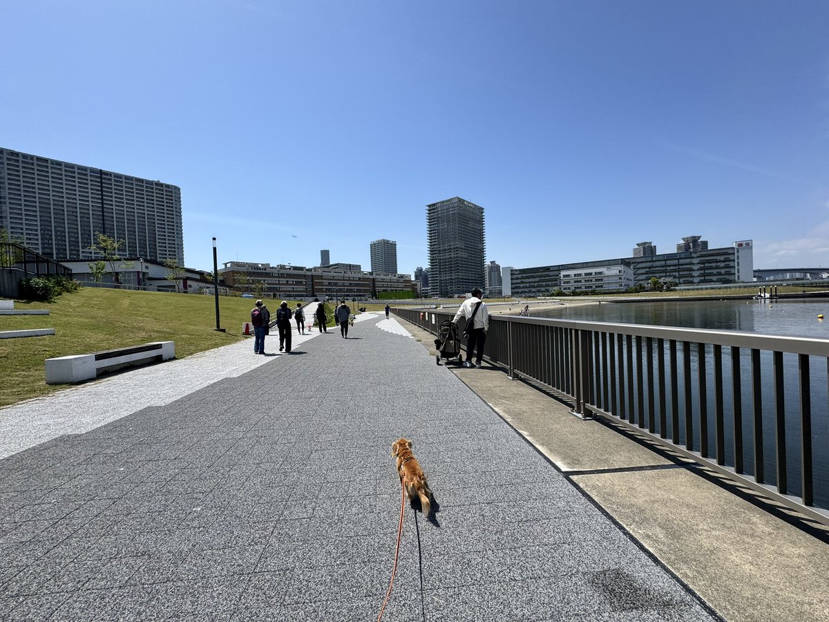 marubowbow's tweet photo. 昨日はまるを連れて電車で大都会へ！鞄に自分で入りたいと思ってもらえる様にお家の中での練習から数ヶ月。コツコツ色々取り組んだよ。
また一つ「できる」が増えたね！
帰ってからも何度も鞄に入る〜ってアピールしてくれた。
また行きたいと思える経験になっていたら嬉しいな🎶

#犬の森
#海の男 https://t.co/p2NEBwpaXf