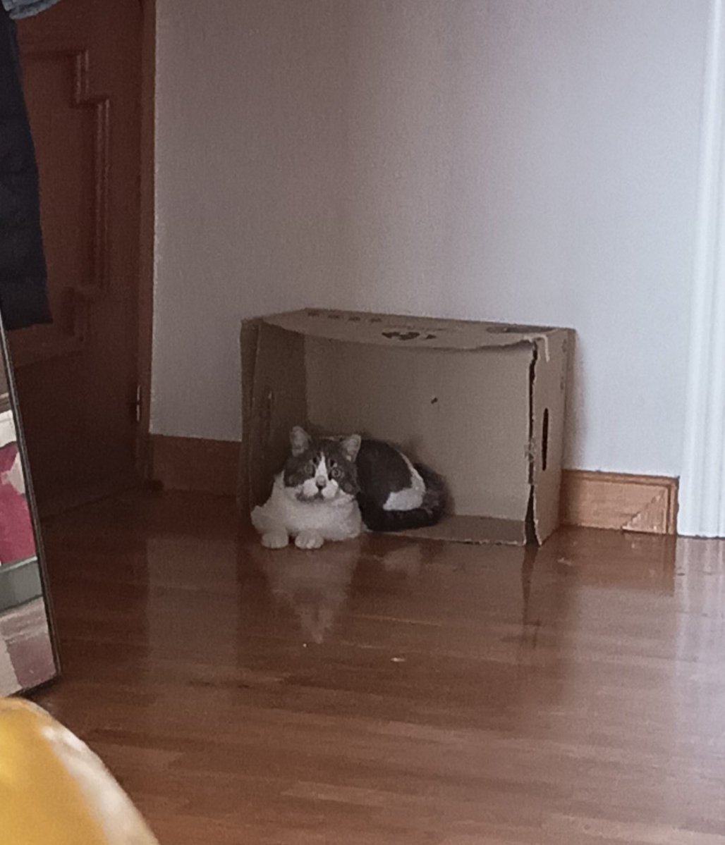 Khaleesi tweet media