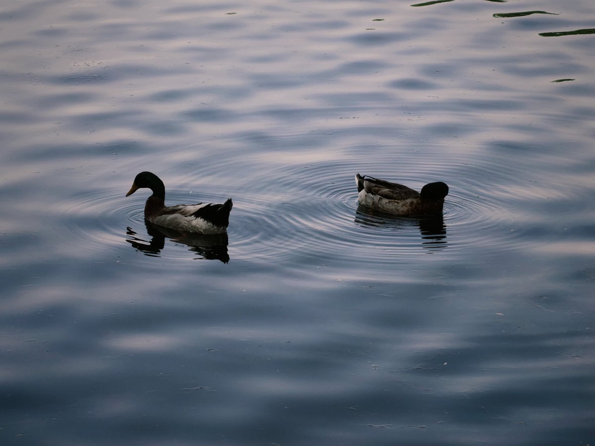 ℳℯ𝓉ℯℴ𝓇 tweet media