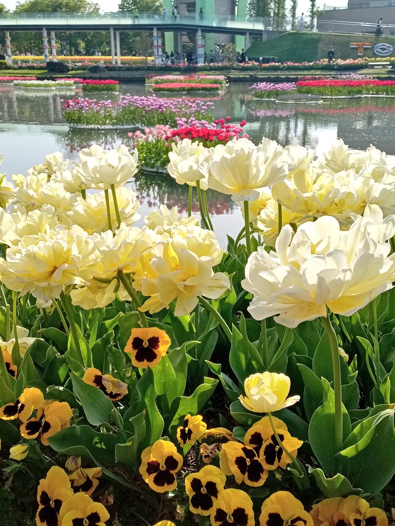 チューリップって、色んな色で色んな表情をみせるから、すごいね。