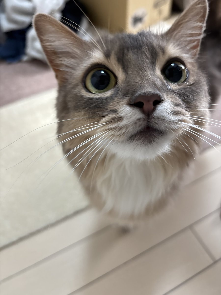 ソマリのこはく🐈🍯 tweet media