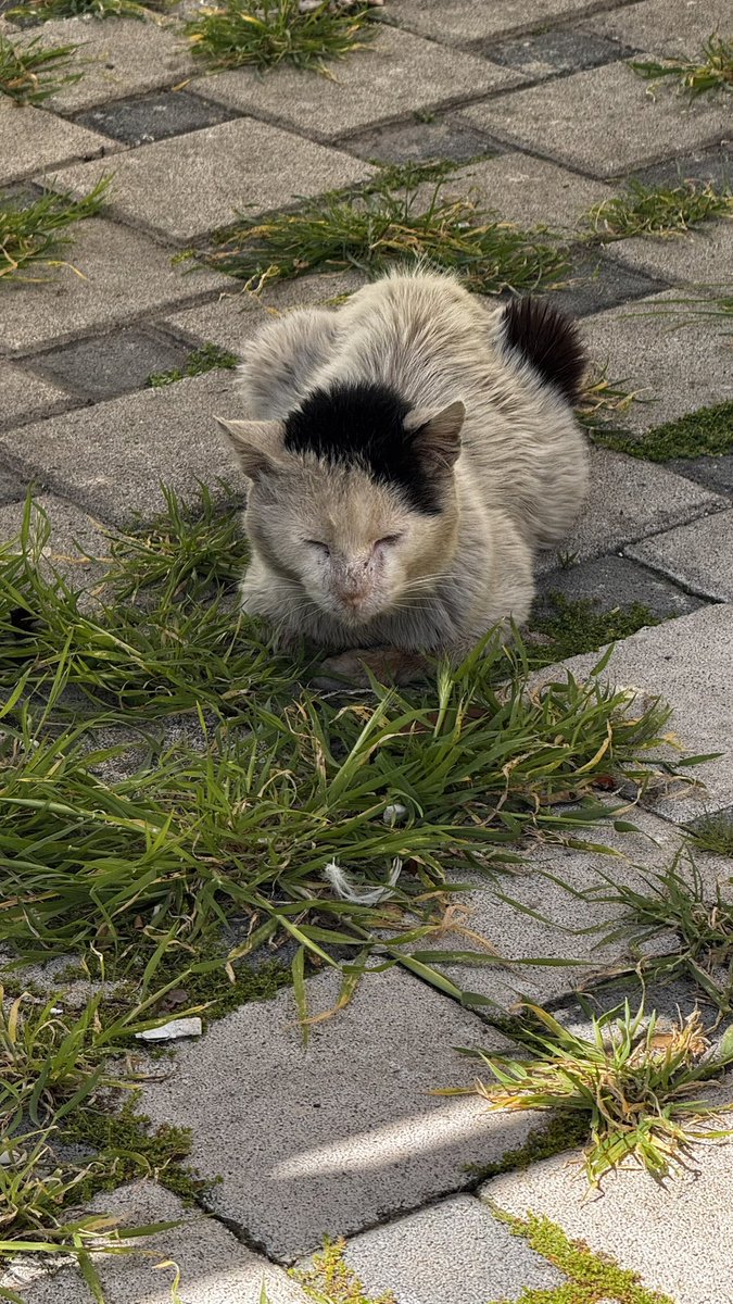 sinem sinemgil 👑 #sokakhayvanlarısahipsizdeğil tweet media