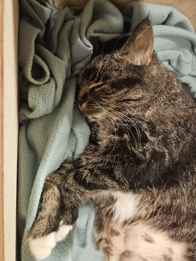 uobrims's tweet image. Hi Joan, Sally passed over the rainbow bridge this morning 💔🌈