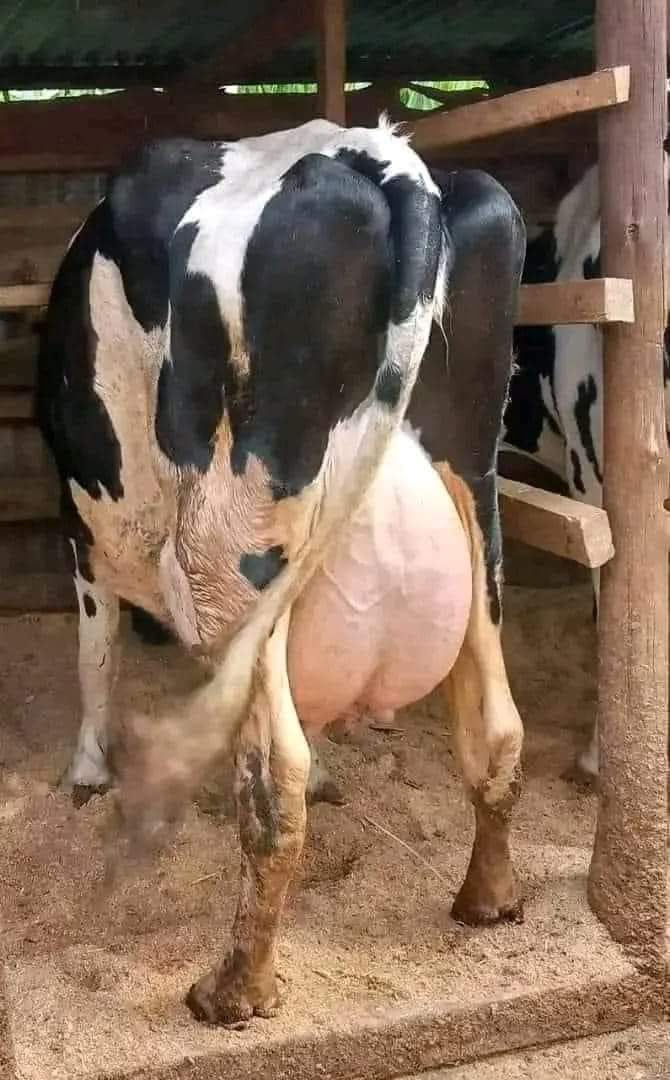 Cmd_ct10's tweet photo. If you want good milk from your cow you must  invest in it
@JimmyWanjiru5 has best dairy cows you can start with
#DairyBreedChallengeKE https://t.co/zeOkS6CfWW