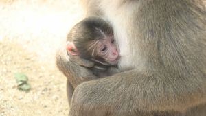 ましらい@mzdao tweet media