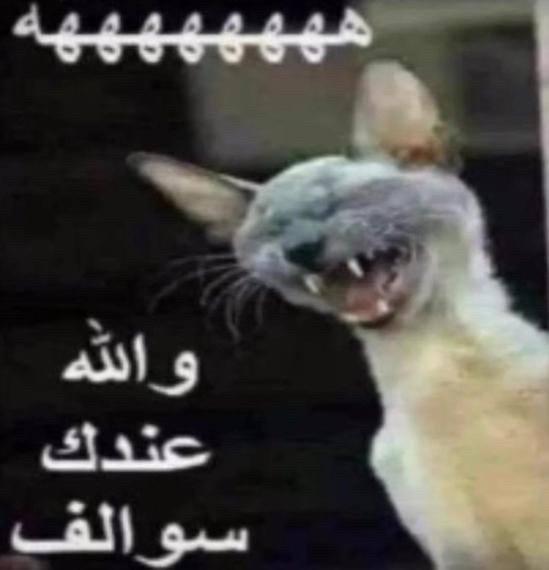 ‏أحمد ابن كامل tweet media