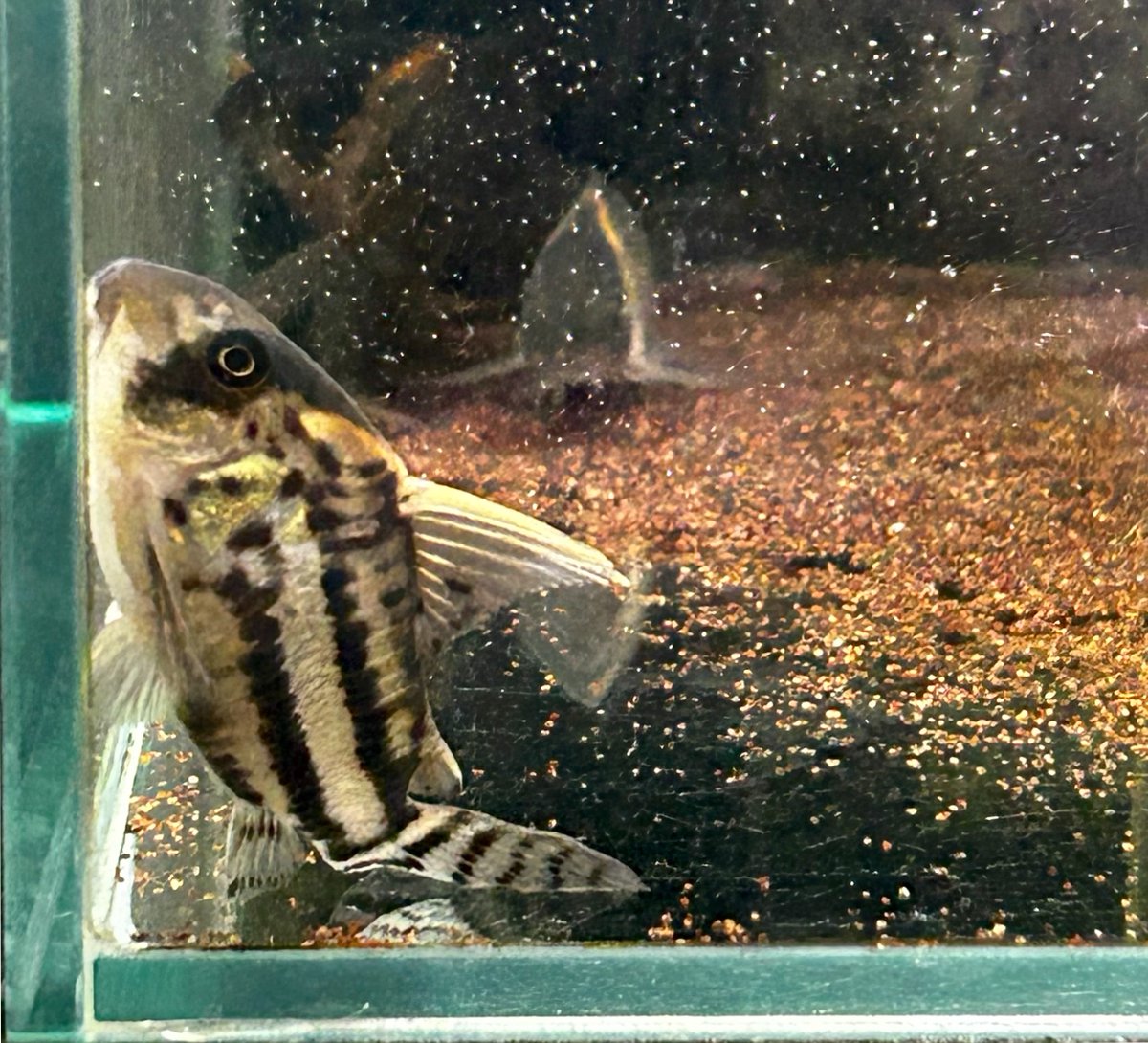 アイス＊ tweet media