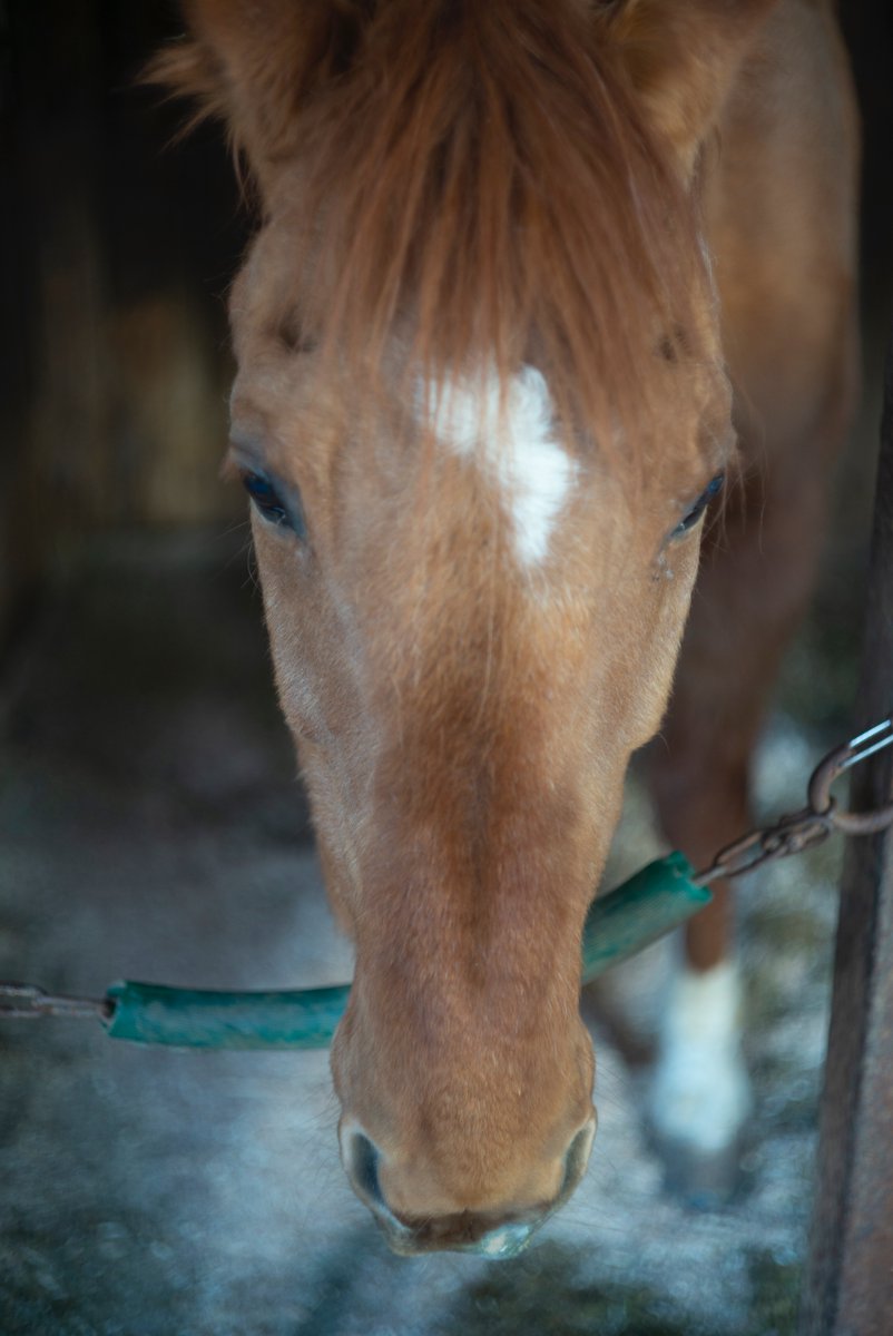 ぼろ太@C107 2日目 西 “い”19a tweet media