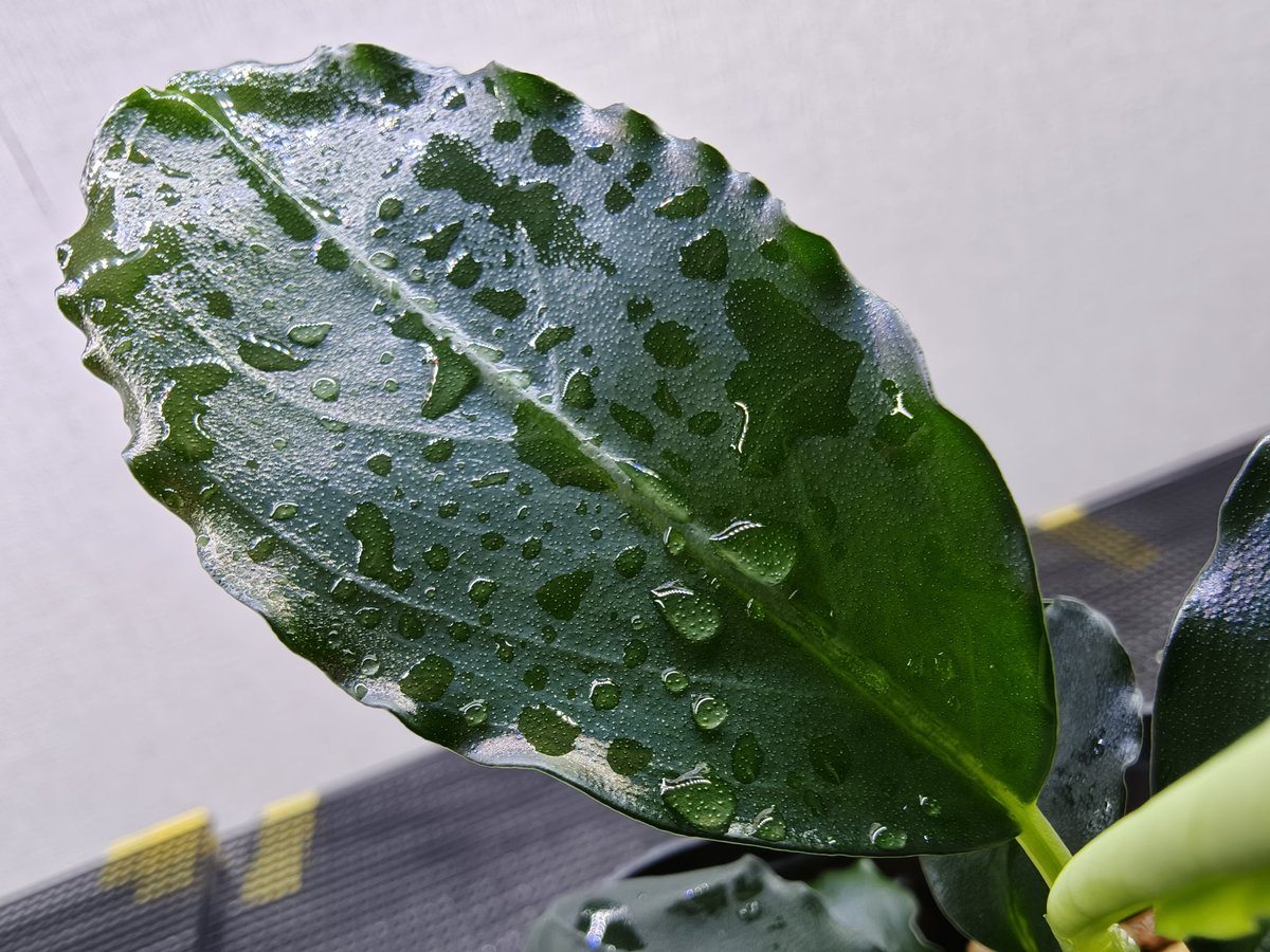 kiboudeko's tweet photo. Bucephalandra sp."Balai sebut" 
【TB便】
2025/04

バライスブ

肉厚ブセ
大きくなってきました。
大型よりの中型ブセなのか、大型ブセなのでしょうか😅

#Bucephalandra
#ブセファランドラ
#TB便 https://t.co/O20UcGS2k8