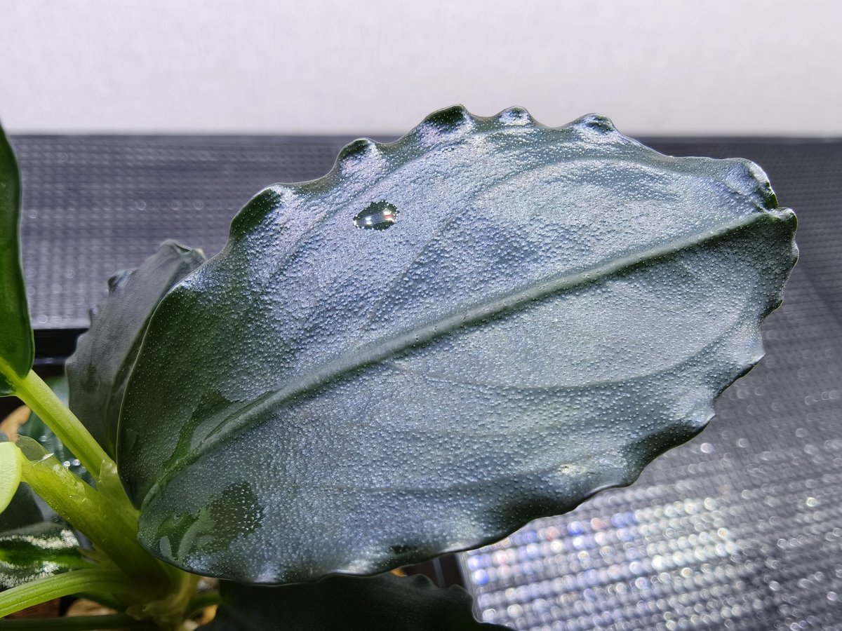 kiboudeko's tweet photo. Bucephalandra sp."Balai sebut" 
【TB便】
2025/04

バライスブ

肉厚ブセ
大きくなってきました。
大型よりの中型ブセなのか、大型ブセなのでしょうか😅

#Bucephalandra
#ブセファランドラ
#TB便 https://t.co/O20UcGS2k8