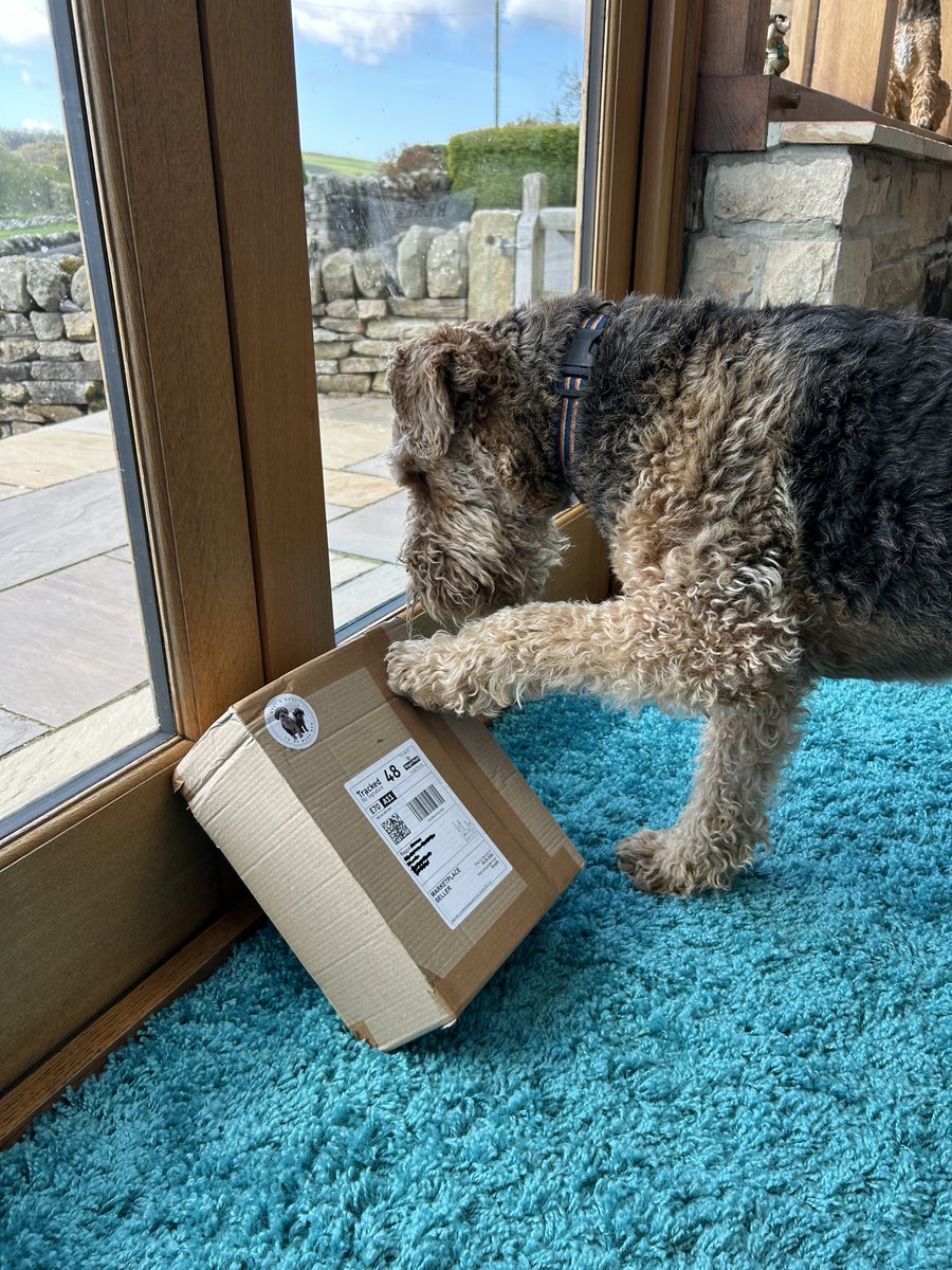Reggie and Fred (OTRB)🌈The Airedales tweet media