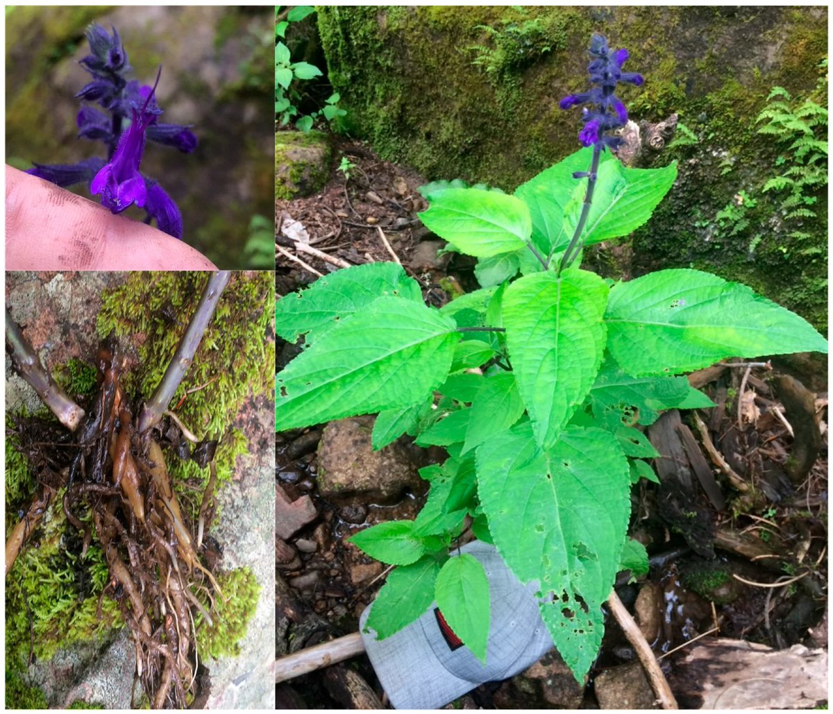 Plants_MDPI's tweet image. 🏔️ 350 plant species, 33.7% endemic to Mexico, and a brand-new Salvia discovered in the field.

Cerro Mohinora — Chihuahua's highest peak — is a botanical treasure finally getting the attention it deserves.

🔗 Read more: brnw.ch/21x1XQY

#Botany #Biodiversity #Endemism