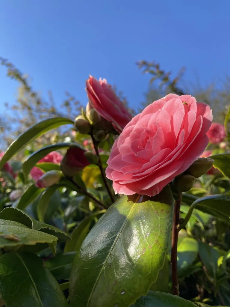 AilishSinclair's tweet image. Pink Flowers, Blue Skies and Magical Hares

Read the post: ailishsinclair.com/2026/04/pink-f…

“And, when I take a break to go outside and breathe (it’s going to be a dark book), and look at the blue skies, hares are dancing around in the field behind my house.” #MondayBlogs #amwriting