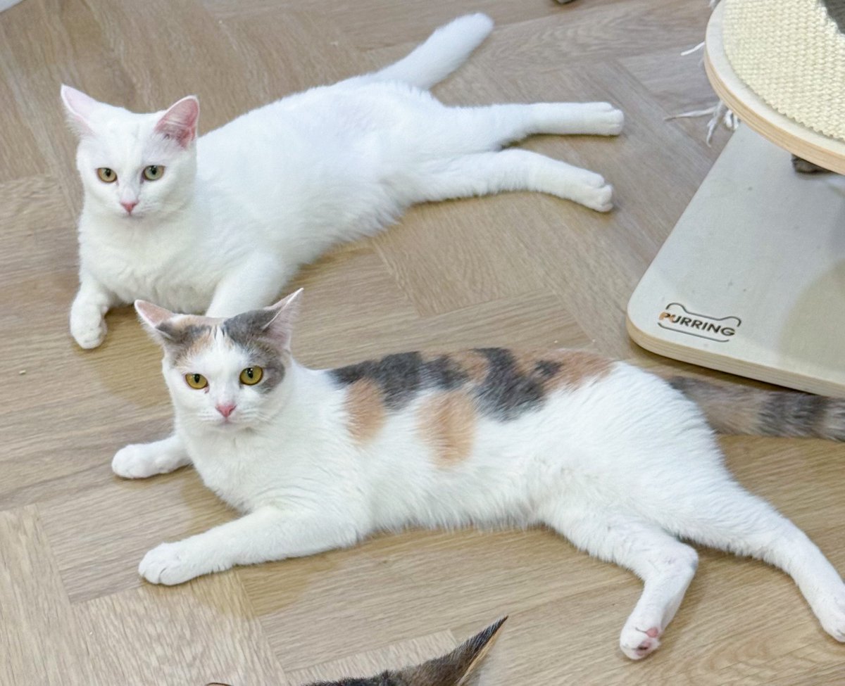 DNVP 💋 (Malonfamily) tweet media