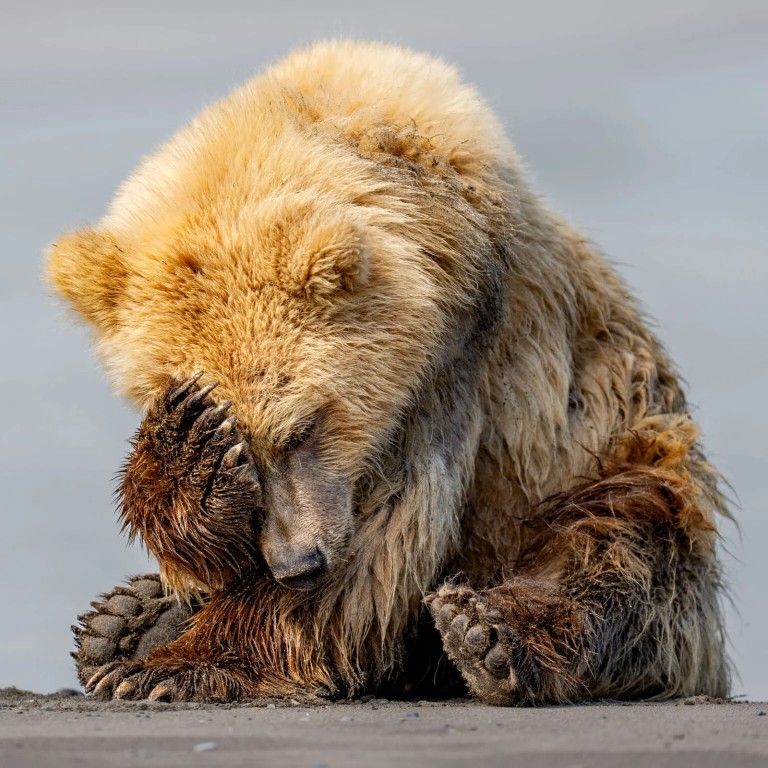 🐻 Bears Daily 🐻 tweet media